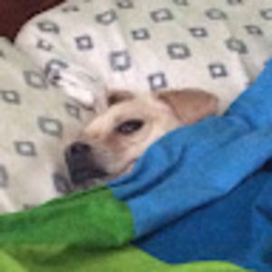 Meet your Posher, Calvin